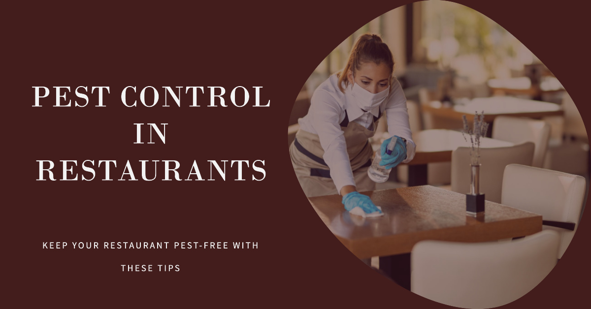 What to Do Before and After Pest Control Sprays for Restaurants