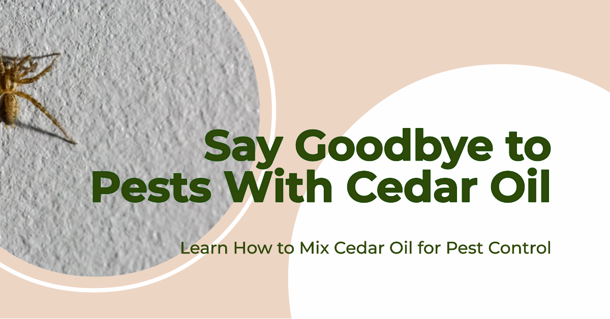 how to mix cedar oil for pest control